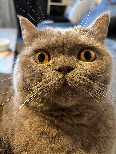 The cutest cat